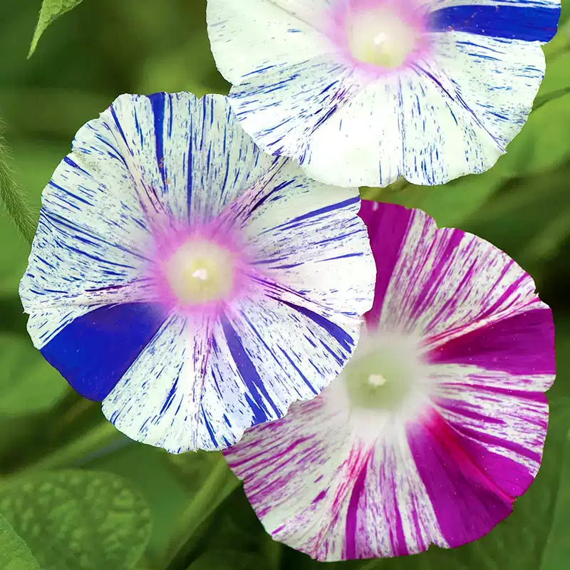 O1CN01NrbeWD2JkjlcDVAiF__2213216199460_jpg_q50_jpg