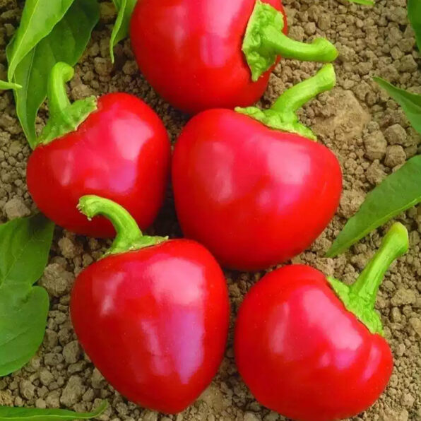 Red Cherry Sweet Sweet Pepper Seeds