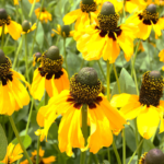 O1CN01K1RYfB2BdO9fR7Njl__2044468361-0-cib_1