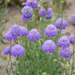 O1CN019QAzD42JkjaVT13eH__2213216199460_jpg_q30_jpg