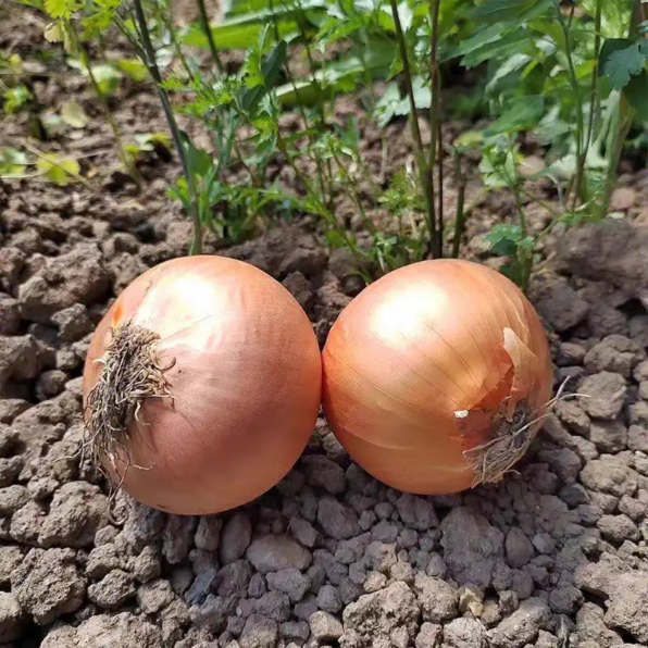 Yellow Granex Hybrid 33 Onion Seeds