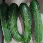 Excelsior Organic Cucumber Seeds