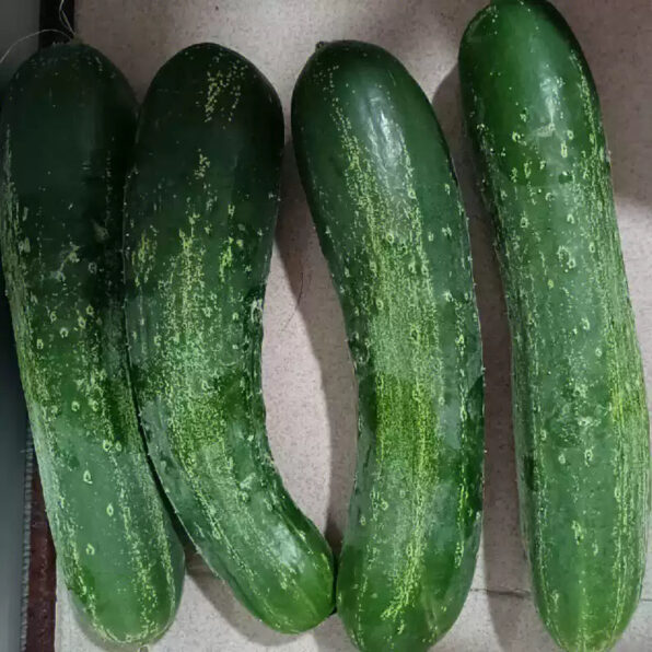 Excelsior Organic Cucumber Seeds