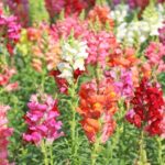 Mix Snapdragon Seeds
