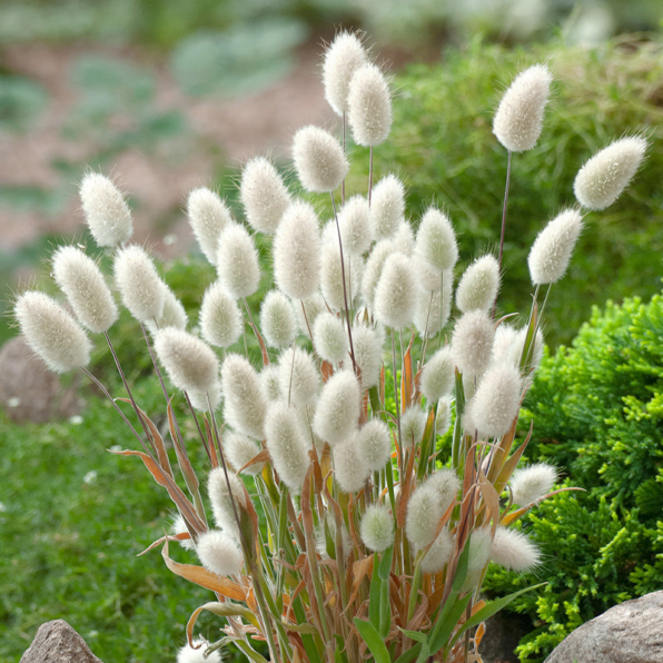 Bunny Tails Ornamental Grass Seeds