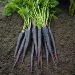 Black Nebula Heirloom Carrot Seeds