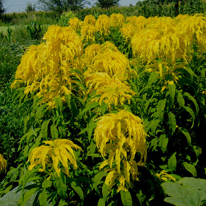 O1CN01PBVftR2BdOHaDWFsI__2044468361-0-cib