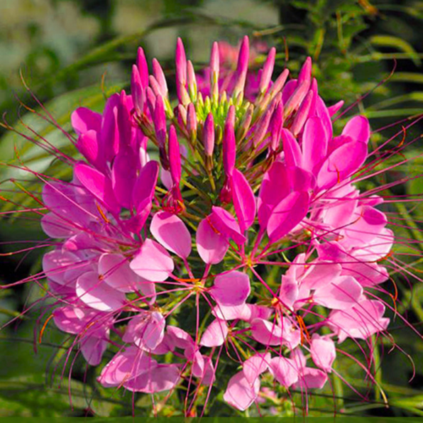 Sparkler Rose Cleome Flower Seeds