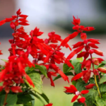 O1CN01jPVtSl2JkjldWlDOh__2213216199460_jpg_q50_jpg