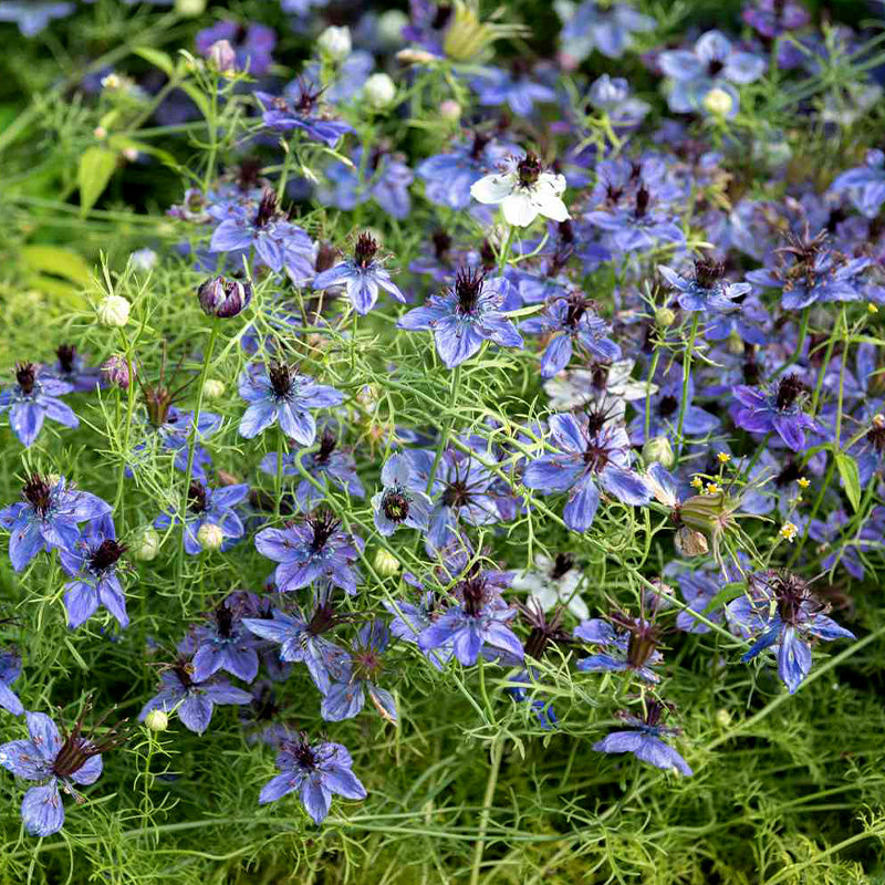 O1CN01PVimPU2Jkjfi236CD__2213216199460