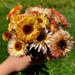 Flashback Mix Organic Calendula Seed