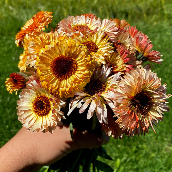 Flashback Mix Organic Calendula Seed
