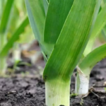 O1CN01k7Igym1sba5Tim92z__2215574735785_png_q50_jpg