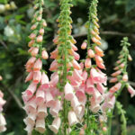 O1CN01Pyonxd2JkjkWHLvN7__2213216199460_jpg_q50_jpg