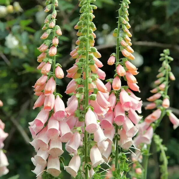 Dalmatian Peach Foxglove Seeds