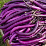 Long Asian Eggplant Seeds