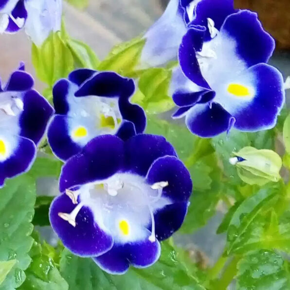 Vertigo Deep Blue Torenia Seeds
