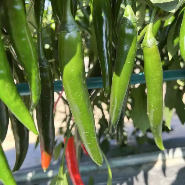 Garden Salsa Hybrid Pepper Seeds