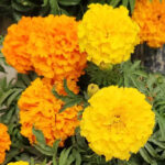 O1CN01U2hae01ICYEwqSffH__0-item_pic