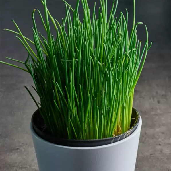 Nelly Organic Chive Seeds