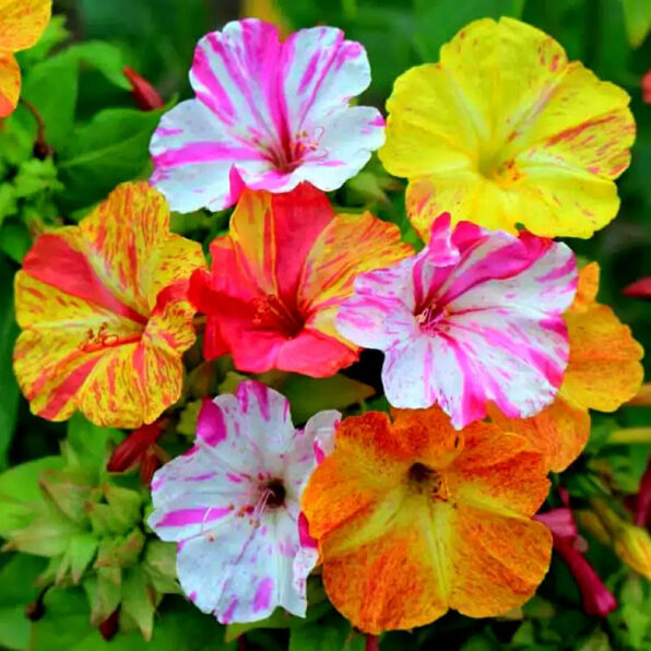 Broken Colors Four-O'Clock Flower Seeds