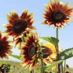 O1CN01cl4bZa2Jkjlvo6VgA__2213216199460_jpg_q50_jpg