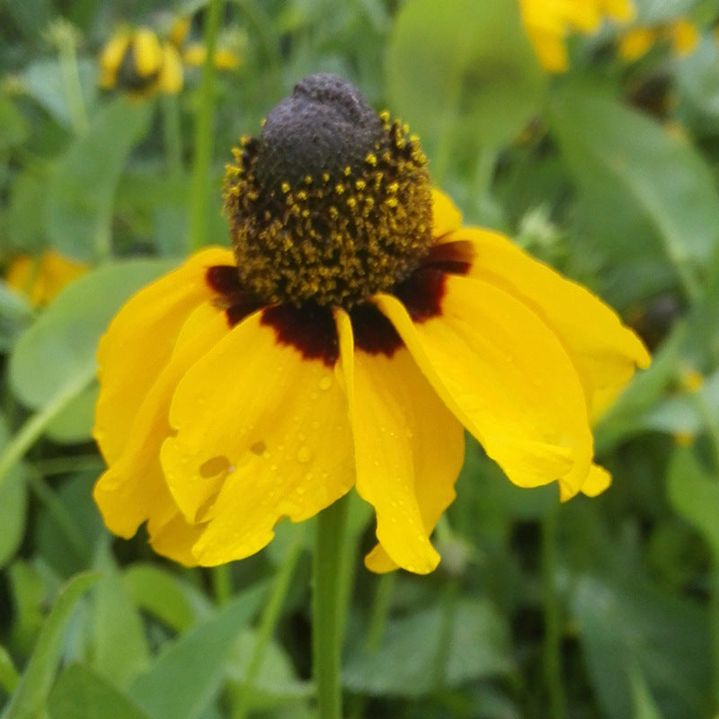 O1CN01QVwtQC2BdO9mH1vTZ__2044468361-0-cib