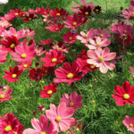 O1CN01pg7BbX2JkjaxMURsL__2213216199460_jpg_q50_jpg