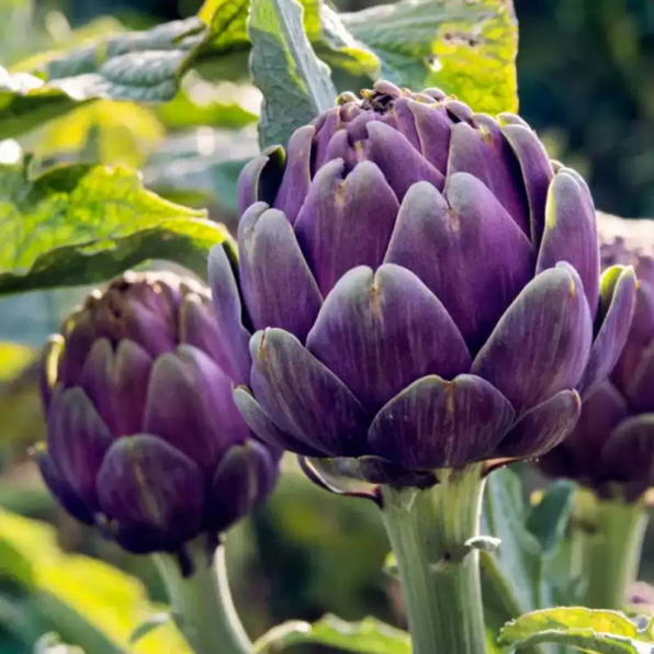 Organic Purple Artichoke Seeds
