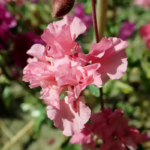 O1CN01sywEsN2Jkjlqxx4P4__2213216199460_jpg_q50_jpg