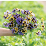 O1CN01ZaY6zU2JkjYhxIs4n__2213216199460_cdf55161-8d7a-4cca-910d-c9287c18ddfa