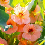 nasturtium-gleam-salmon-shk-1