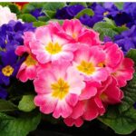 primrose-danova-mix-bal-1