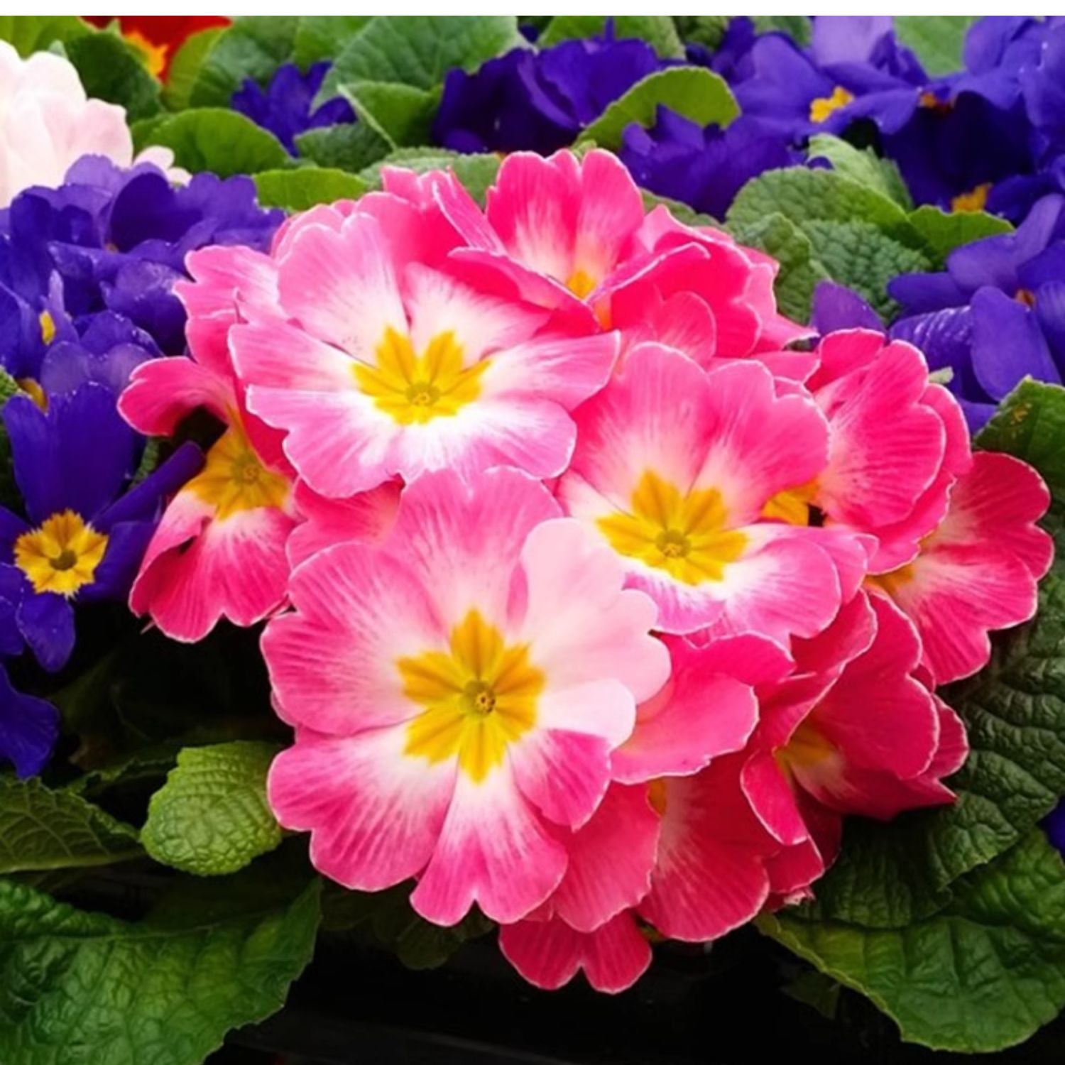 O1CN01QnWkX22Jkjm4R3vyg__2213216199460