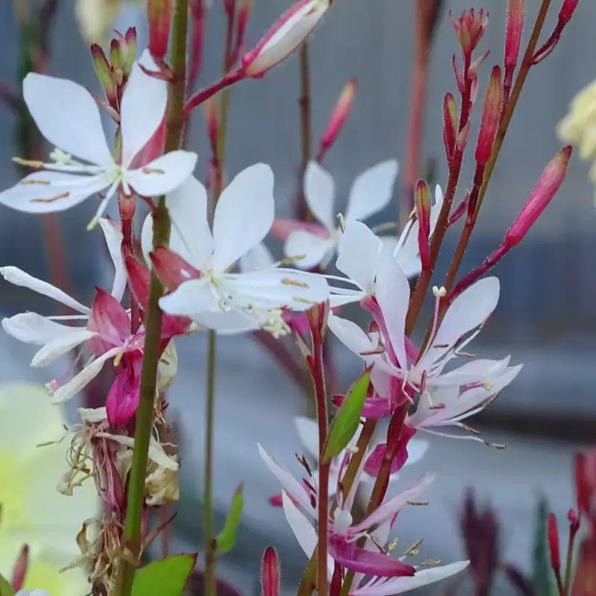 Sparkle White Gaura Seeds