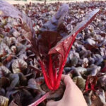 Red Organic Spinach Seeds