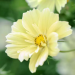 O1CN01V2NWUE1wtgAIfhsmw__753026366_jpg_q50_jpg