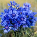 O1CN01bMt1Nz2BdOFVaWpyA__2044468361-0-cib_1