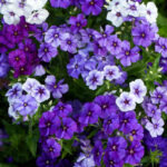 O1CN01smgU5H2JkjeNIz0bf__2213216199460