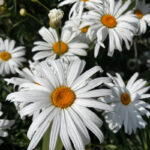 O1CN015hbSVJ2BdONnZgP2t__2044468361-0-cib