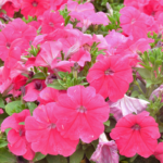 Petunia_Seedsp1