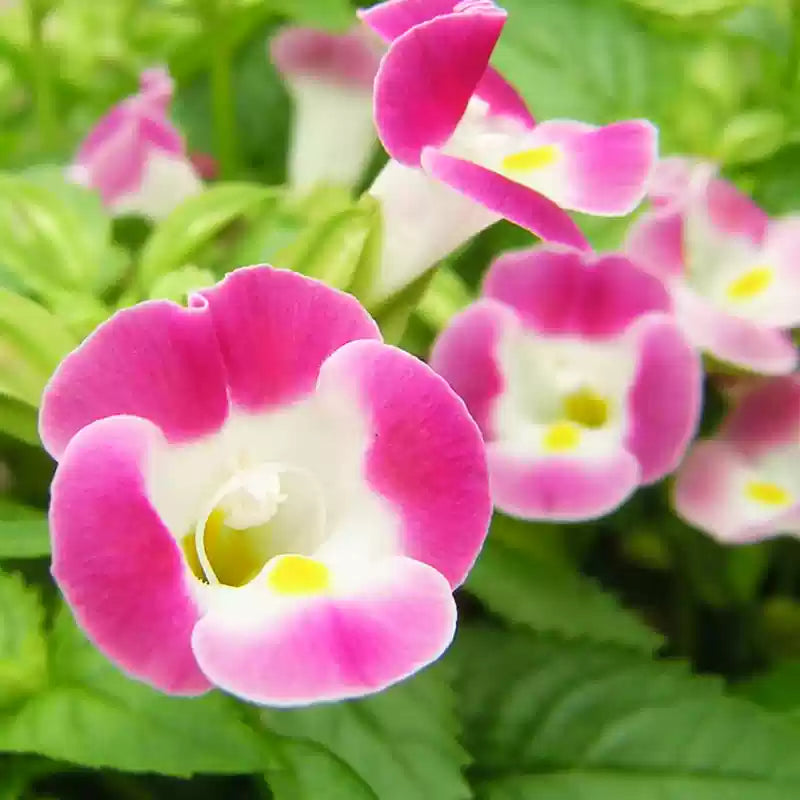 O1CN01RHP3oj2JkjaN7xSWY__2213216199460_jpg_q30_jpg