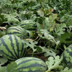 O1CN014ZPp5s1fnrQTOqdWm__3161144052_png_q50_jpg