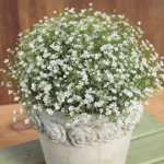 O1CN018XttQm2BdOJCIIqVz__2044468361-0-cib