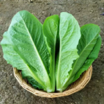 Master Chef Lettuce Seeds