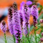 Gayfeather / Blazing Star Seeds