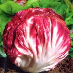Rossa Di Verona Radicchio Endive Seeds