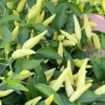 O1CN010tuxvk22hfepZDAss__139437152_jpg_q50_jpg