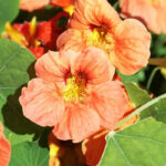 nasturtium-gleam-salmon-shk-1