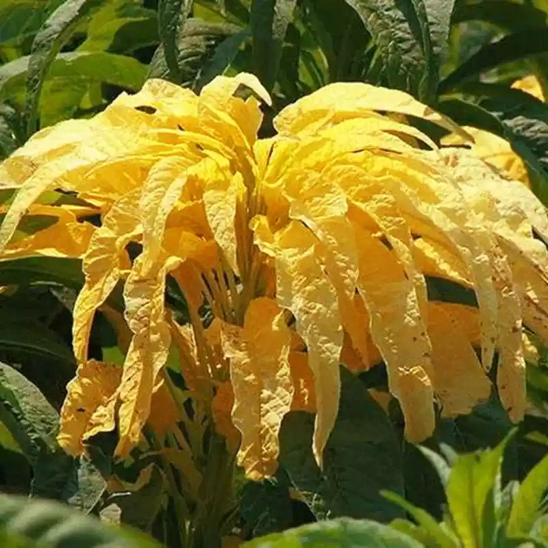 O1CN01Rrox821sdryGswI2V__2213260295790_jpg_q30_jpg